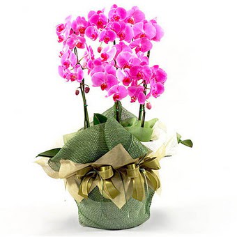  Ankara nternetten iek siparii  2 dal orkide , 2 kkl orkide - saksi iegidir