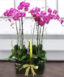 4 dall mor orkide  Ankara gvenli kaliteli hzl iek 