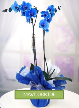2 dall mavi orkide  Ankara iekiler 