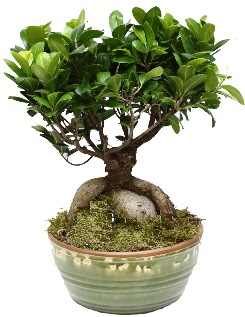 Japon aac bonsai saks bitkisi  Ankara nternetten iek siparii 