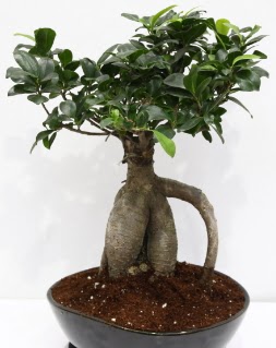 Japon aac bonsai saks bitkisi  Ankara iek yolla 