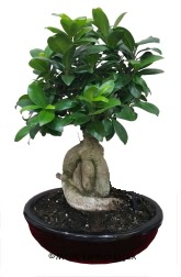 Japon aac bonsai saks bitkisi  Ankara ucuz iek gnder 