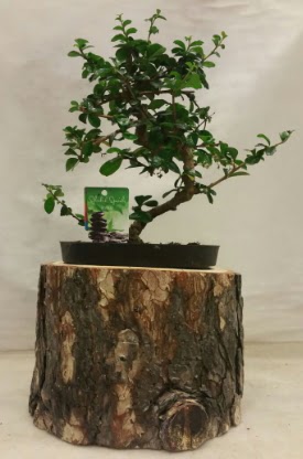 Doal ktk iinde bonsai japon aac  Ankara nternetten iek siparii 