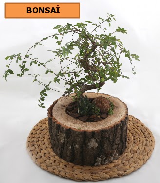 Doal aa ktk ierisinde bonsai bitkisi  Ankara iek gnderme sitemiz gvenlidir 