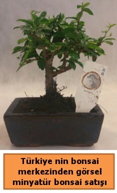 Japon aac bonsai sat ithal grsel  Ankara iek yolla 