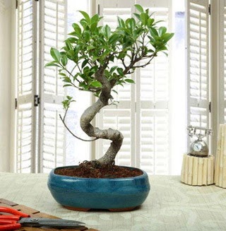 Amazing Bonsai Ficus S thal  Ankara internetten iek siparii 