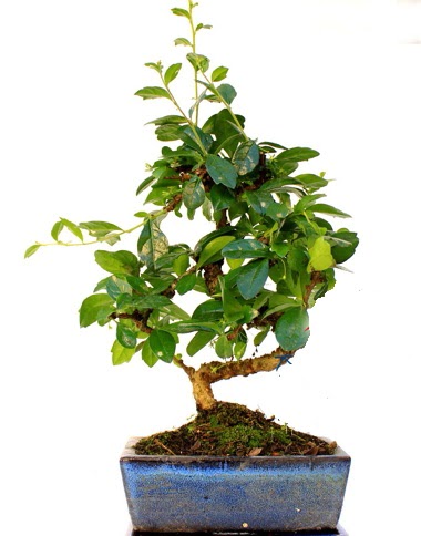 S gvdeli carmina bonsai aac  Ankara iek yolla  Minyatr aa