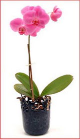  Ankara iek maazas , ieki adresleri  Phalaenopsis Orchid Plant
