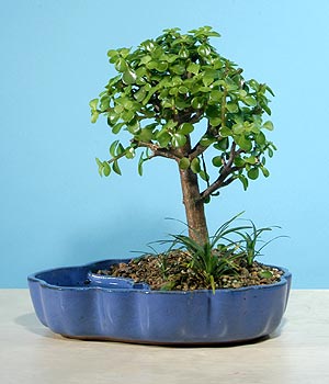 ithal bonsai saksi iegi  Ankara iekiler 
