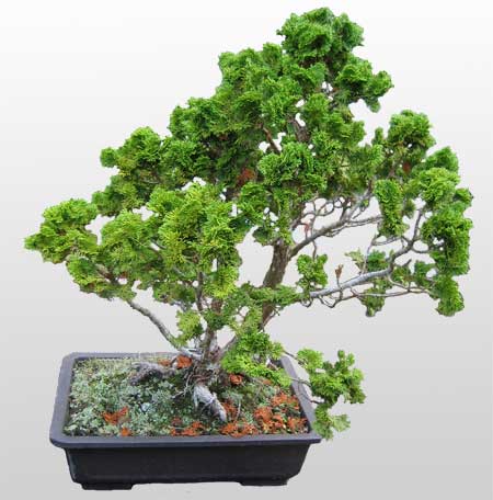ithal bonsai saksi iegi  Ankara nternetten iek siparii 