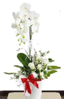 Tek dall beyaz orkide 5 beyaz gl  Ankara iek siparii sitesi 