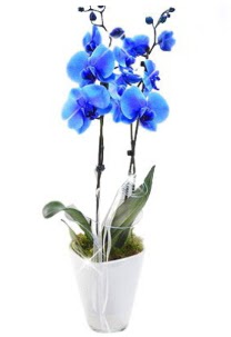 2 dall AILI mavi orkide  Ankara iek sat 