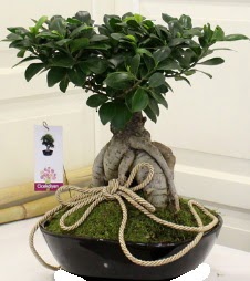 Japon aac bonsai sat  Ankara iek servisi , ieki adresleri 