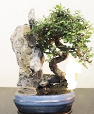 Japon aac bonsai saks bitkisi sat  Ankara internetten iek sat 