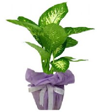 80 cm Byk boy Tropik saks bitkisi  Ankara anneler gn iek yolla 