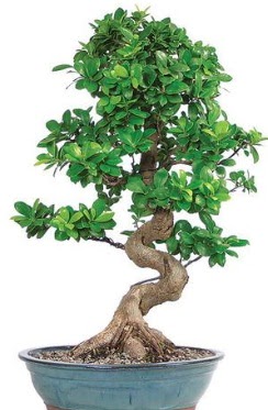 Yaklak 70 cm yksekliinde ithal bonsai  Ankara ieki telefonlar 