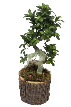 Doal ktkte bonsai saks bitkisi  Ankara nternetten iek siparii 