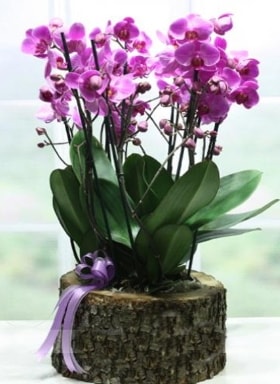 Ktk ierisinde 6 dall mor orkide  Ankara ucuz iek gnder 