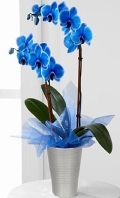 Seramik vazo ierisinde 2 dall mavi orkide  Ankara iek , ieki , iekilik 