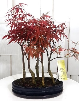 5 adet japon akaaa bonsai iei  Ankara iek sat 
