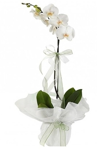 Tekli Beyaz Orkide  Ankara hediye iek yolla 