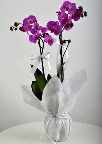 ift dall saksda mor orkide iei  Ankara iek siparii vermek 