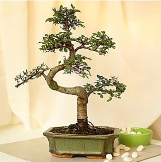 Shape S bonsai  Ankara nternetten iek siparii 
