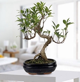 Gorgeous Ficus S shaped japon bonsai  Ankara yurtii ve yurtd iek siparii 