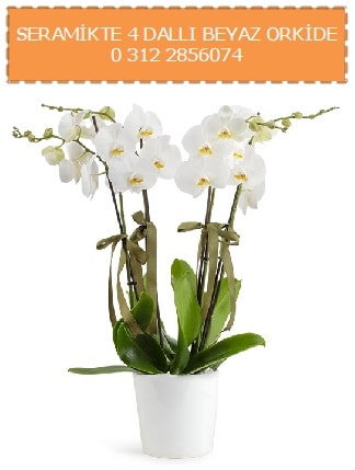 Seramikte 4 dall beyaz orkide  Ankara iekiler 