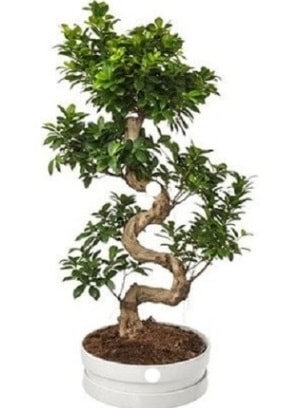 90 cm ile 100 cm civar S peyzaj bonsai  Ankara iek gnderme sitemiz gvenlidir 